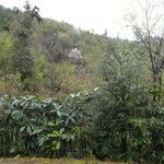 Rhododendron sinogrande Blad