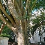 Zelkova carpinifolia Bark