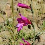 Gladiolus dubius Çiçek