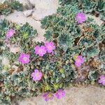 Erodium corsicum Çiçek