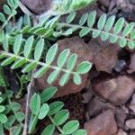 Astragalus sesameus Leaf