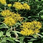 Senecio hercynicus Flower