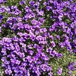 Aubrieta deltoideaΛουλούδι