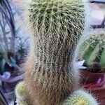 Parodia lenninghausii Fuelha