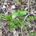 Lonicera morrowii Blad