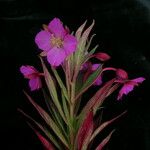 Epilobium conspersum Іншае