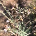 Thymus zygis Leaf