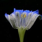 Gentiana meiantha Flower