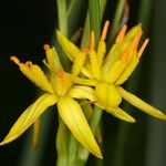 Narthecium californicum Flower