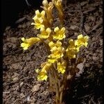 Orobanche fasciculata عادت