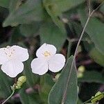 Gibasis geniculata Flower