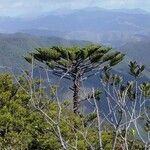 Araucaria humboldtensis Habitus