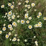 Anthemis arvensis फूल