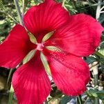 Hibiscus coccineus Õis