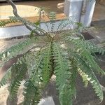 Sonchus canariensis Blatt