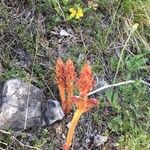 Orobanche alba 花