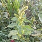 Amaranthus retroflexusFlor