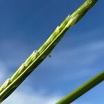 Glyceria declinata Lorea