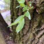 Salix euxina Folha