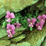 Viola diversifolia عادت داشتن