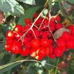 Sorbus aucupariaVrucht