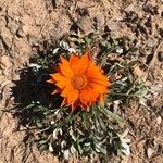 Gazania linearis Folio