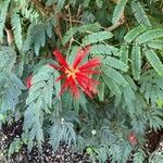 Calliandra tweedieiFloro