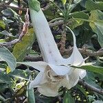 Brugmansia versicolor Flors