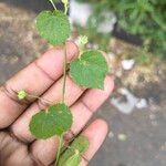 Sida cordata Leaf