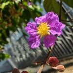 Lagerstroemia speciosaफूल