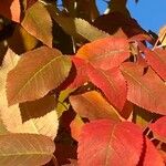 Amelanchier canadensis List