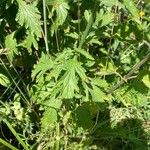 Phacelia congesta Blatt