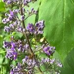 Cornutia pyramidata Flower