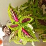 Coleus decurrens Frunză