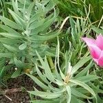 Fritillaria persica Blad