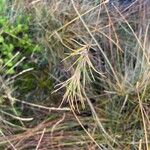 Festuca vivipara Cvet