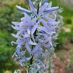Camassia cusickii Flower