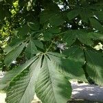 Aesculus turbinata Leaf