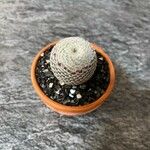 Rebutia heliosa Leaf