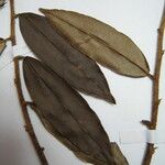 Xylopia pulcherrima 其他