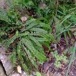 Asplenium trichomanesBlad