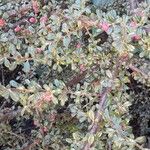 Cotoneaster integrifolius Hábito