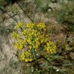 Foeniculum vulgareKvět