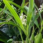 Prosthechea fragrans 葉