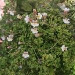 Chaenorhinum villosum Flower