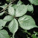 Rubus foliosus Liść