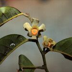 Guatteria ouregou Цветок