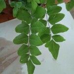 Pellaea viridis Leaf