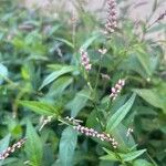 Polygonum persicaria花