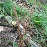 Epifagus virginiana Habitus